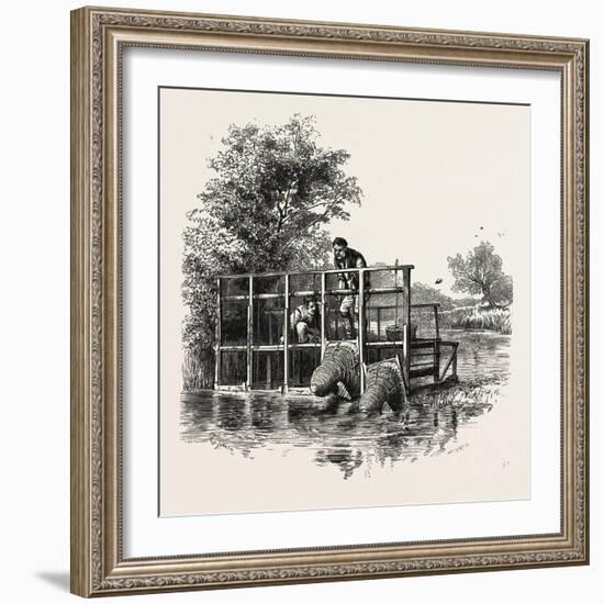 Eel Bucks on the Thames, Scenery of the Thames, UK, 19th Century-null-Framed Giclee Print