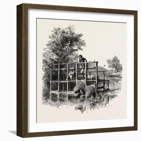 Eel Bucks on the Thames, Scenery of the Thames, UK, 19th Century-null-Framed Giclee Print