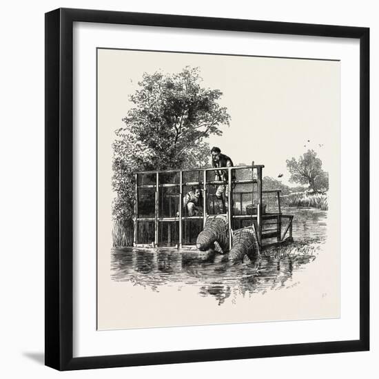 Eel Bucks on the Thames, Scenery of the Thames, UK, 19th Century-null-Framed Giclee Print