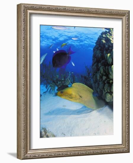 Eel-null-Framed Photographic Print