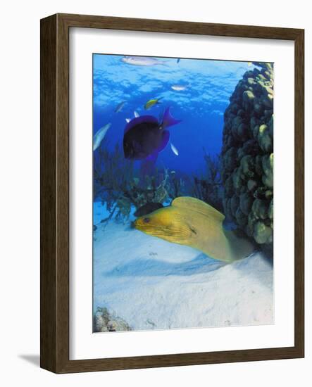 Eel-null-Framed Photographic Print