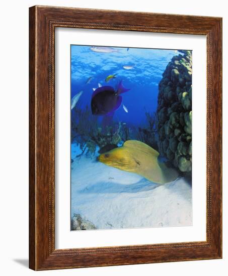 Eel-null-Framed Photographic Print