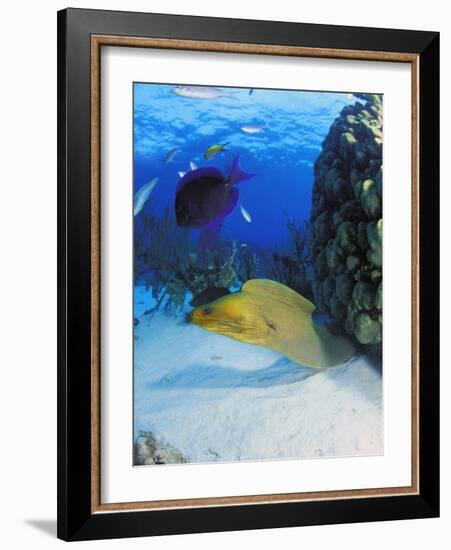 Eel-null-Framed Photographic Print