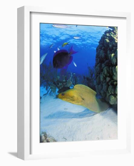 Eel-null-Framed Photographic Print