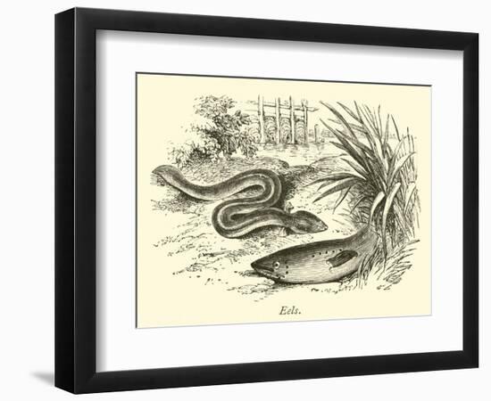 Eels-null-Framed Giclee Print