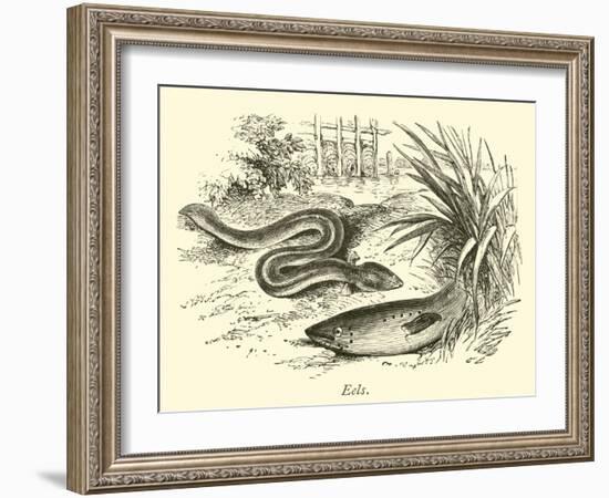 Eels-null-Framed Giclee Print