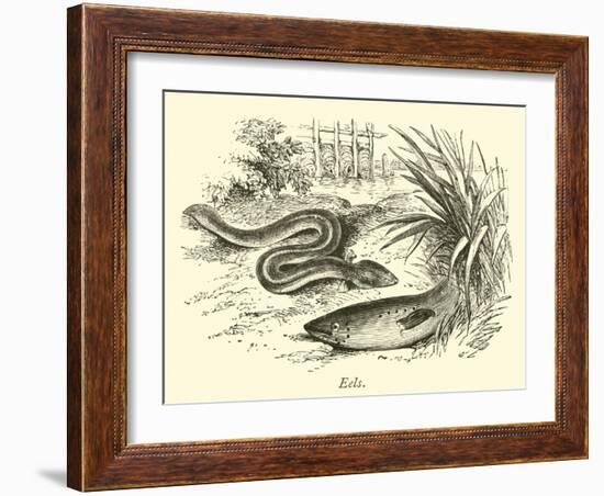 Eels-null-Framed Giclee Print