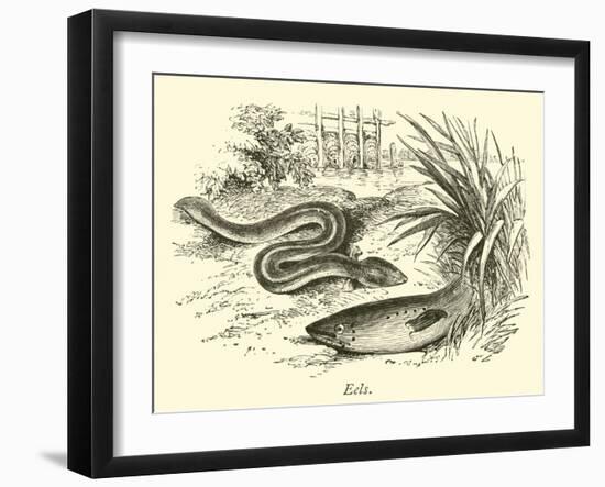 Eels-null-Framed Giclee Print