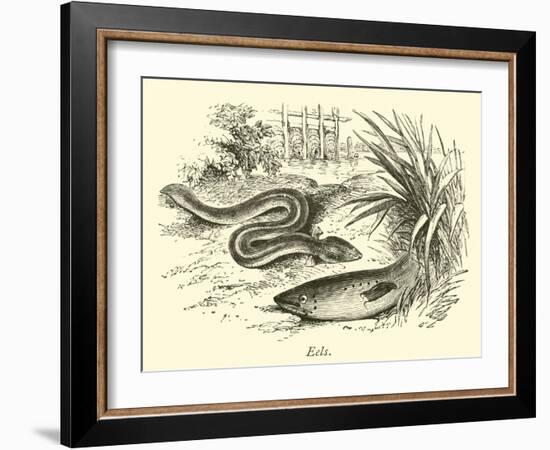 Eels-null-Framed Giclee Print
