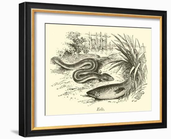 Eels-null-Framed Giclee Print