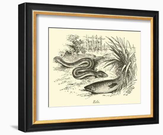 Eels-null-Framed Premium Giclee Print