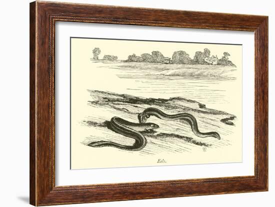 Eels-null-Framed Giclee Print