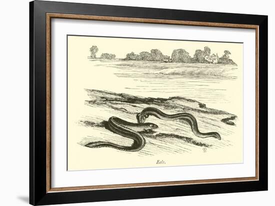 Eels-null-Framed Giclee Print