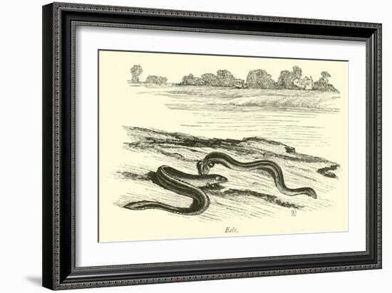 Eels-null-Framed Giclee Print
