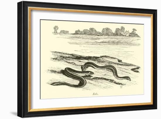 Eels-null-Framed Giclee Print