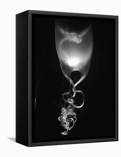 Egg of Cartilaginous Fish-Henry Horenstein-Framed Premier Image Canvas