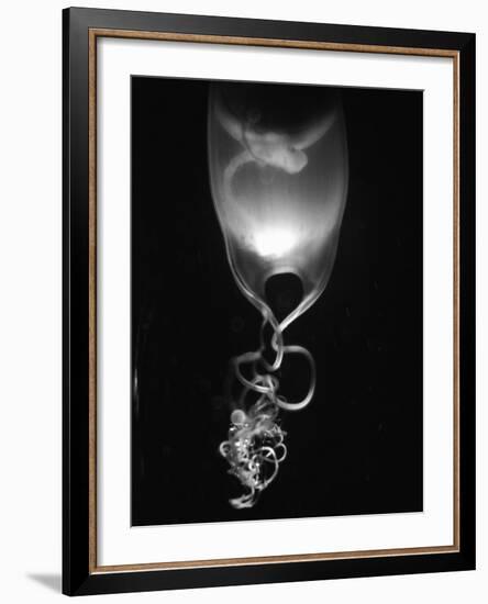 Egg of Cartilaginous Fish-Henry Horenstein-Framed Photographic Print