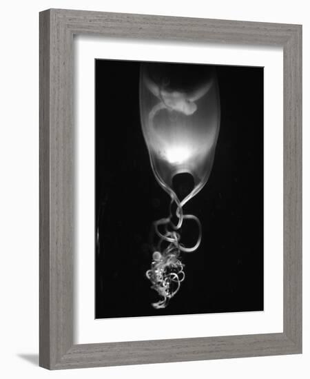 Egg of Cartilaginous Fish-Henry Horenstein-Framed Photographic Print