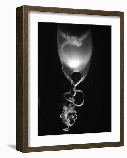 Egg of Cartilaginous Fish-Henry Horenstein-Framed Photographic Print