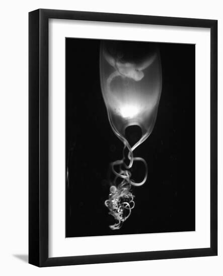 Egg of Cartilaginous Fish-Henry Horenstein-Framed Photographic Print
