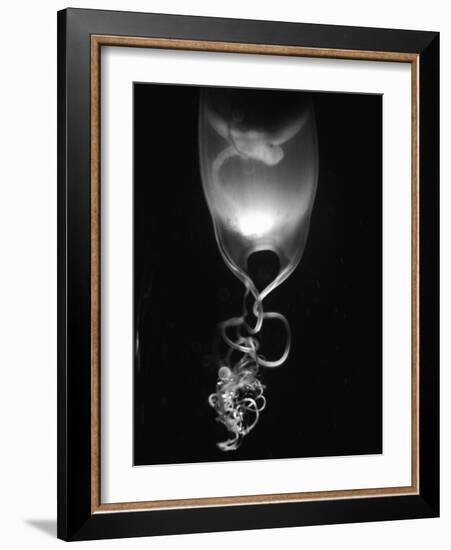 Egg of Cartilaginous Fish-Henry Horenstein-Framed Photographic Print