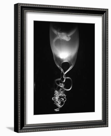 Egg of Cartilaginous Fish-Henry Horenstein-Framed Photographic Print