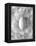 Egg on Feathers, Conceptual Image-Biddle Biddle-Framed Premier Image Canvas