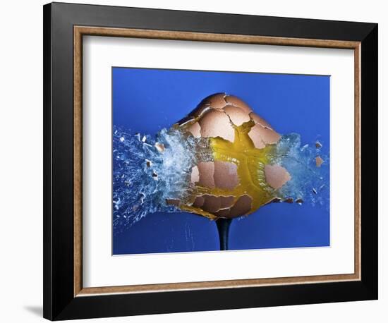 Eggceptional-Alan Sailer-Framed Photographic Print