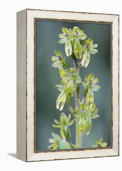 Eggleaf twayblade (Listera ovata), Klein Schietveld, Brasschaat, Belgium. May-Bernard Castelein-Framed Premier Image Canvas