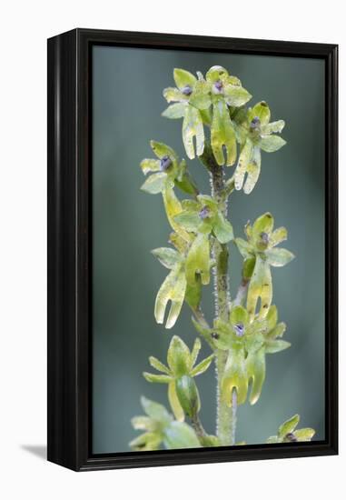 Eggleaf twayblade (Listera ovata), Klein Schietveld, Brasschaat, Belgium. May-Bernard Castelein-Framed Premier Image Canvas