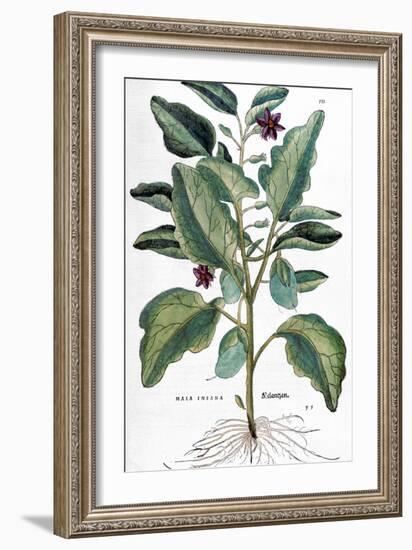 Eggplant, 1735-Elizabeth Blackwell-Framed Giclee Print
