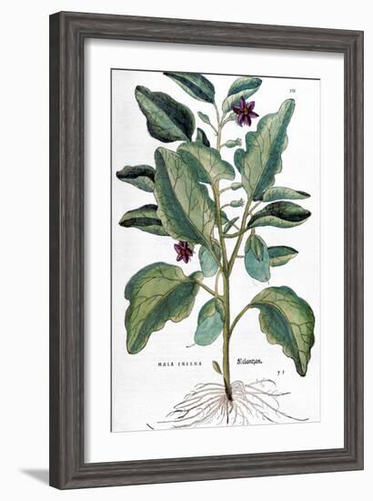 Eggplant, 1735-Elizabeth Blackwell-Framed Giclee Print