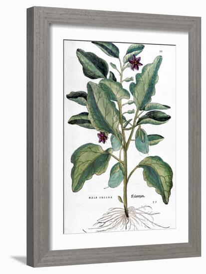 Eggplant, 1735-Elizabeth Blackwell-Framed Giclee Print