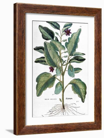 Eggplant, 1735-Elizabeth Blackwell-Framed Giclee Print