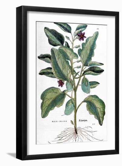 Eggplant, 1735-Elizabeth Blackwell-Framed Giclee Print