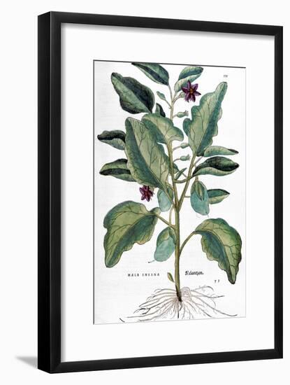 Eggplant, 1735-Elizabeth Blackwell-Framed Giclee Print