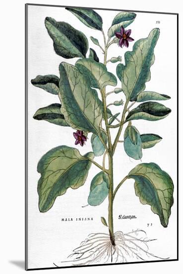Eggplant, 1735-Elizabeth Blackwell-Mounted Giclee Print