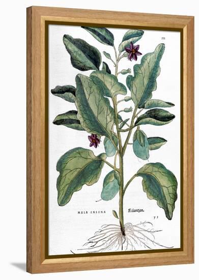 Eggplant, 1735-Elizabeth Blackwell-Framed Premier Image Canvas