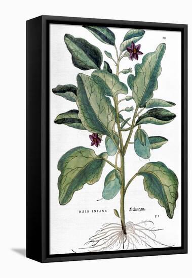 Eggplant, 1735-Elizabeth Blackwell-Framed Premier Image Canvas