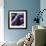 Eggplant-Stacy Bass-Framed Giclee Print displayed on a wall