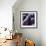 Eggplant-Stacy Bass-Framed Giclee Print displayed on a wall