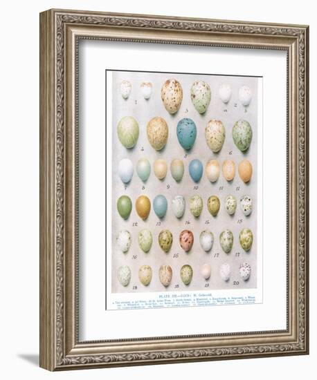 Eggs:Greenfinch:Goldfinch Etc, Illustration from 'British Birds' by Kirkman and Jourdain, 1966-Hendrik Gronvold-Framed Giclee Print