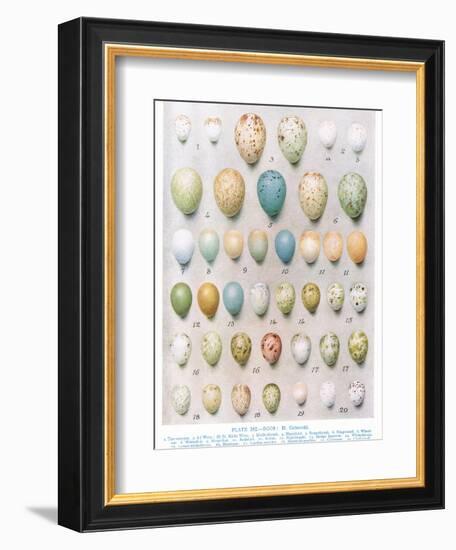 Eggs:Greenfinch:Goldfinch Etc, Illustration from 'British Birds' by Kirkman and Jourdain, 1966-Hendrik Gronvold-Framed Giclee Print