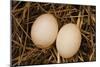 Eggs I-Karyn Millet-Mounted Photographic Print