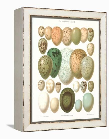 Eggs of Birds Found in Eurpoe-null-Framed Stretched Canvas