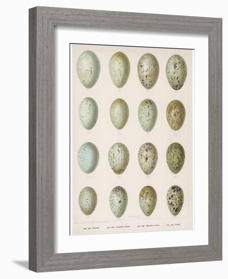 Eggs of Raven Crows Rooks and Jackdaws-null-Framed Photographic Print