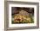 Eggs of Salmon slime mould, Padley Gorge, Derbyshire, UK-Alex Hyde-Framed Photographic Print