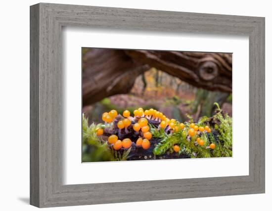 Eggs of Salmon slime mould, Padley Gorge, Derbyshire, UK-Alex Hyde-Framed Photographic Print