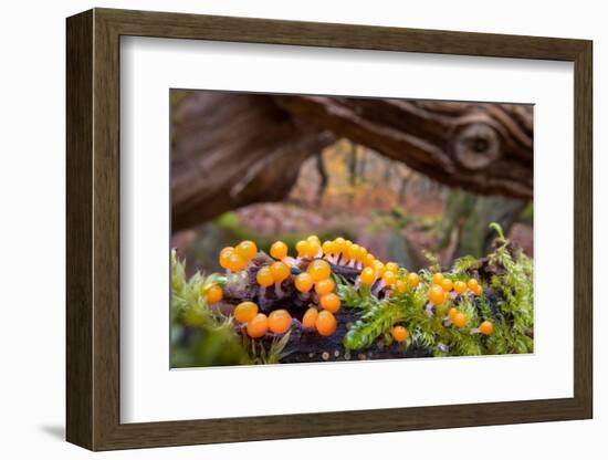 Eggs of Salmon slime mould, Padley Gorge, Derbyshire, UK-Alex Hyde-Framed Photographic Print