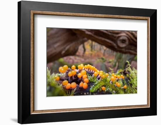 Eggs of Salmon slime mould, Padley Gorge, Derbyshire, UK-Alex Hyde-Framed Photographic Print